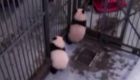 Un oso panda es el mejor escapista del mundo