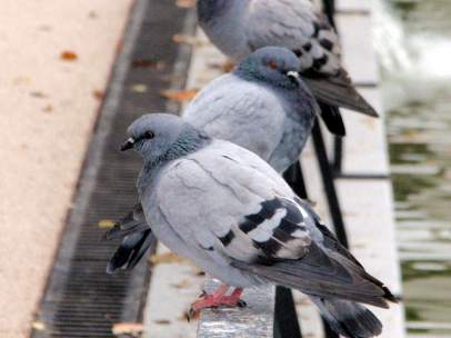 Palomas.