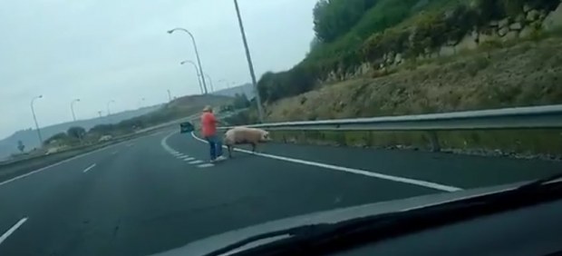 Un hombre corre tras un cerdo en la autovía