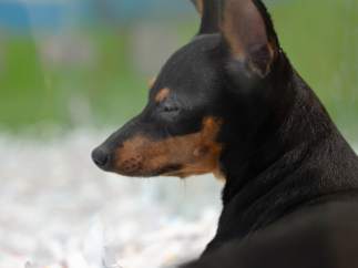 Perro