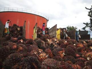 Una planta de tratamiento de aceite de palma en Indonesia