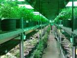 Marihuana medicinal Marihuana medicinal
