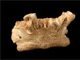 Mandíbula de Atapuerca Mandíbula de Atapuerca