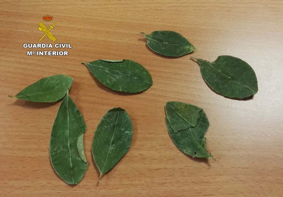 Intervienen en hojas de coca a una pasajera procedente de Bolivia en el