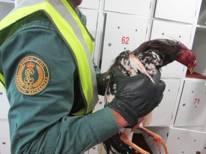 Operación contra las peleas de gallo en Guadassuar