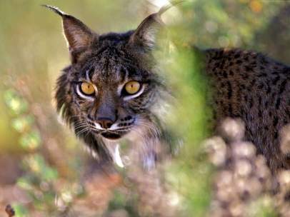 Lince Ibérico