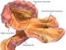 ¿Qué es y dónde está el mesenterio, el 'nuevo órgano' del cuerpo humano?