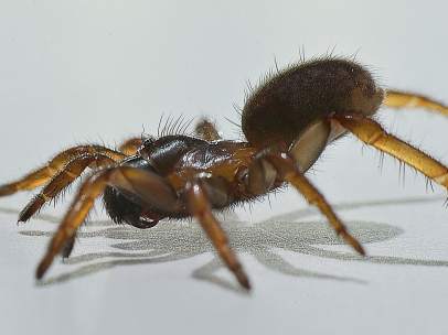 Imagen de una araña nemesia