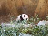 Cría de oso panda gigante en el Zoo de Madrid Cría de oso panda gigante en el Zoo de Madrid