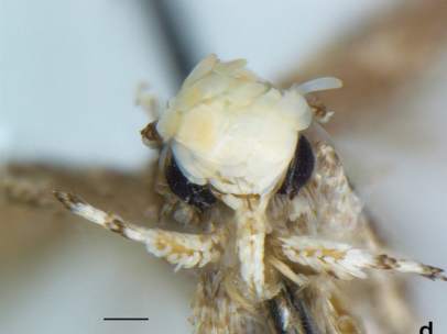 Polilla Donald Trump