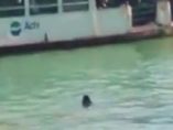 Inmigrante se ahoga en Venecia Inmigrante se ahoga en Venecia
