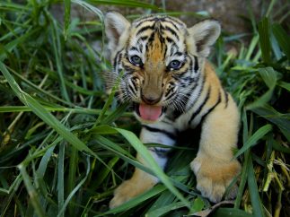 Un felino en peligro