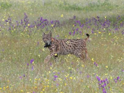 Lince