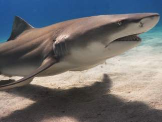 Tiburón