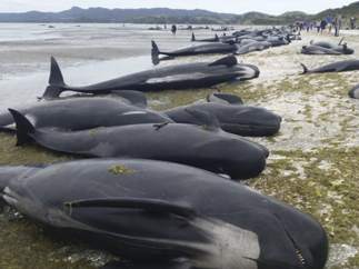 Ballenas