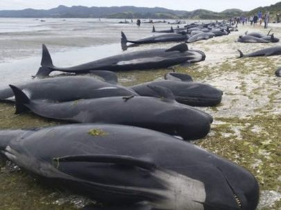 Ballenas muertas en la costa