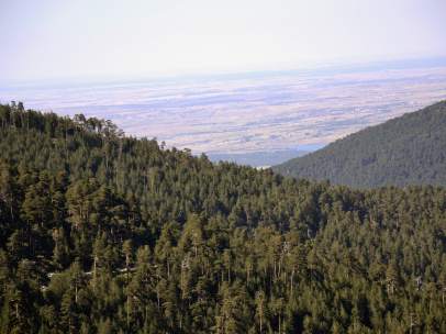 Bosque