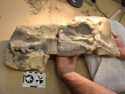 Dinosaurio de hace 180 millones de años, Isaberrysaura mollensis