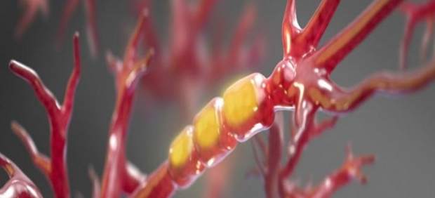 Un nuevo estudio demuestra que la evolución ha estado influenciada por el azar Un nuevo estudio demuestra que la evolución ha estado influenciada por el azar