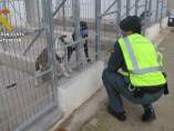 Dos de los perros involucrados en el ataque. Dos de los perros involucrados en el ataque.