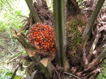 Aceite de palma