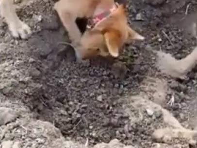 Perro