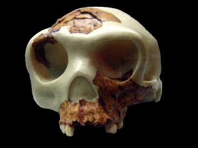 'Homo antecessor'