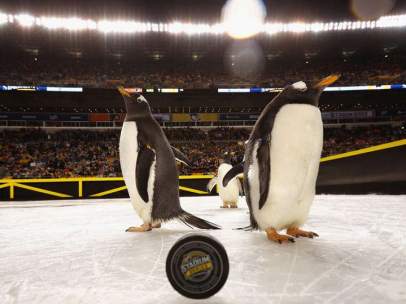 Pingüinos, NHL