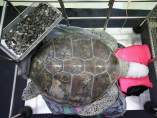 Tortuga Tortuga