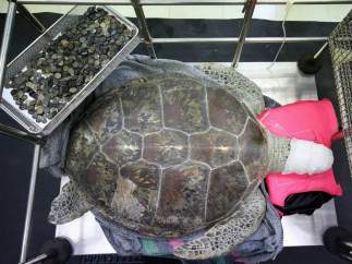 Tortuga