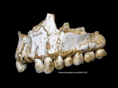 mandíbula neandertal