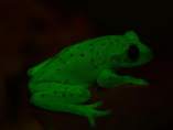 Anfibio fluorescente Anfibio fluorescente