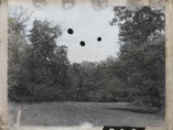 Jeff Cowen - Untitled Pfaueninsel 5, 2014