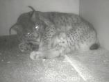 Parto de un lince ibérico Parto de un lince ibérico