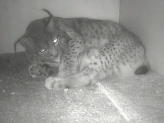 Parto de un lince ibérico