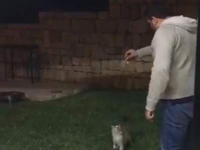 Agresión a un gato