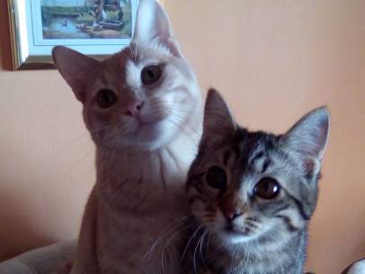 Gatos en adopción
