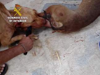 Peleas de perros en Málaga