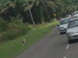 Un perro sigue el cortejo fúnebre de su dueña Un perro sigue el cortejo fúnebre de su dueña