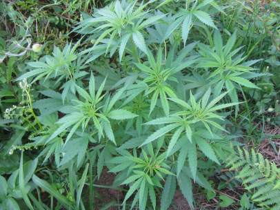 Marihuana