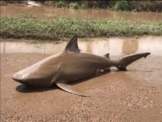Tiburón muerto en medio de una carretera