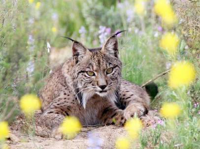 Lince