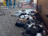 Cabras muertas por inanición Cabras muertas por inanición