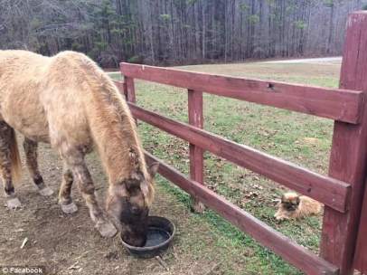 Un caballo bebiendo cerveza