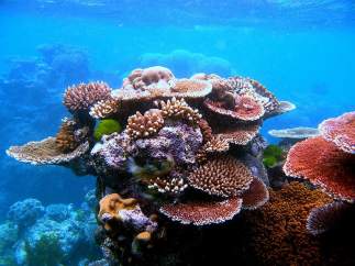 Corales