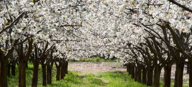 Cerezos en el Valle de Caderechas Cerezos en el Valle de Caderechas
