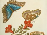 'Granatapfel und Schmetterlinge', 1705