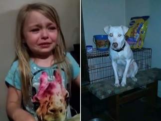 Niña llorando por su perro