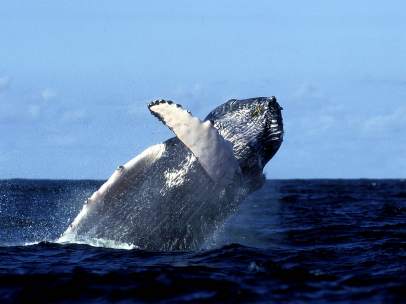 Ballena