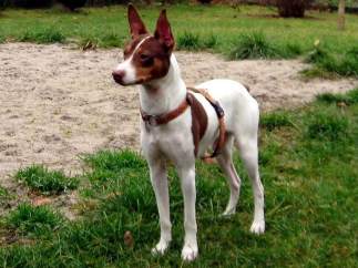 Perro ratonero